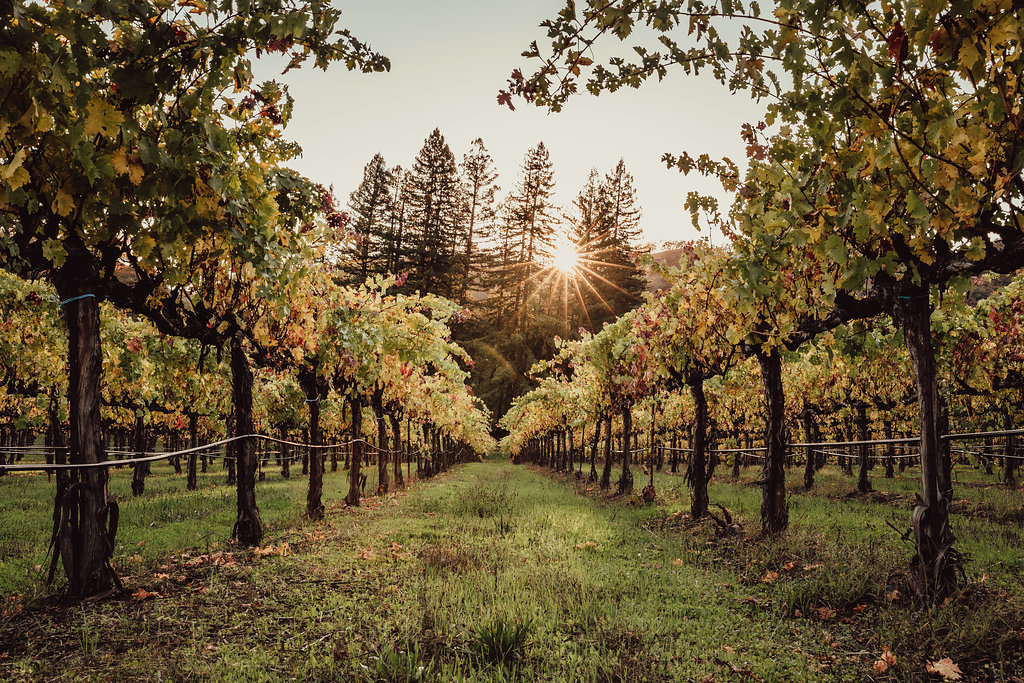 Vineyard View of Redwoods and Sunset at the Nelson Family Vineyards Tasting Room